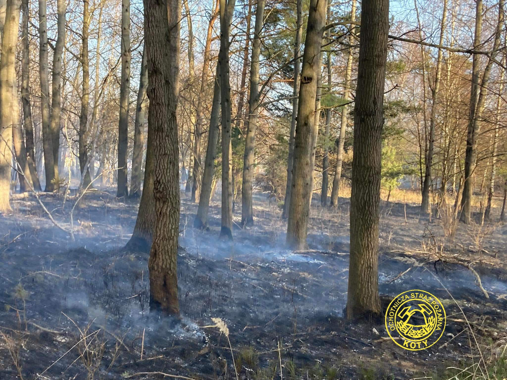 Paliły się 4 hektary nieużytków