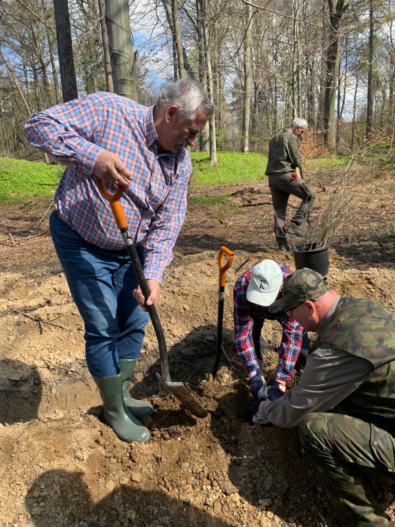 Zasadzili 1200 drzewek w Piekielcu