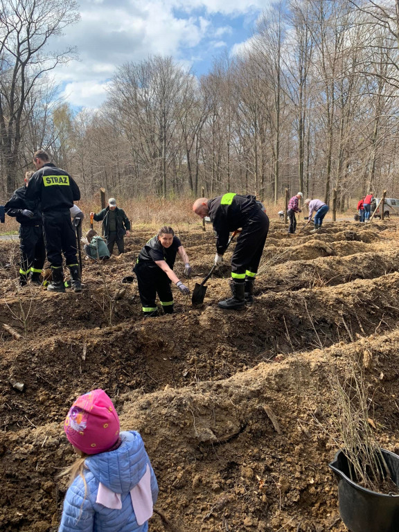 Zasadzili 1200 drzewek w Piekielcu