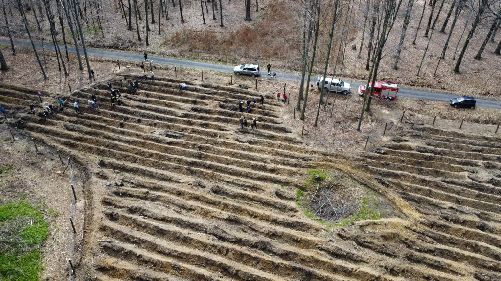 Zasadzili 1200 drzewek w Piekielcu