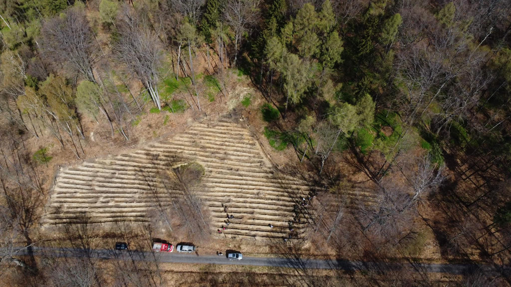Zasadzili 1200 drzewek w Piekielcu