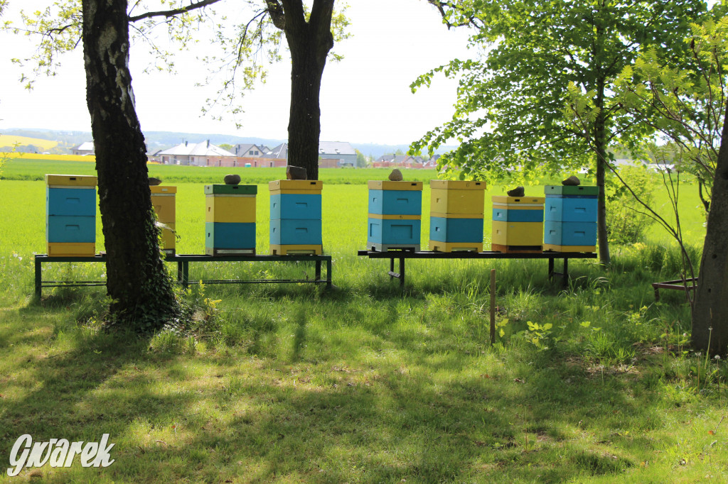 Pszczelarze świętowali Światowy Dzień Pszczół