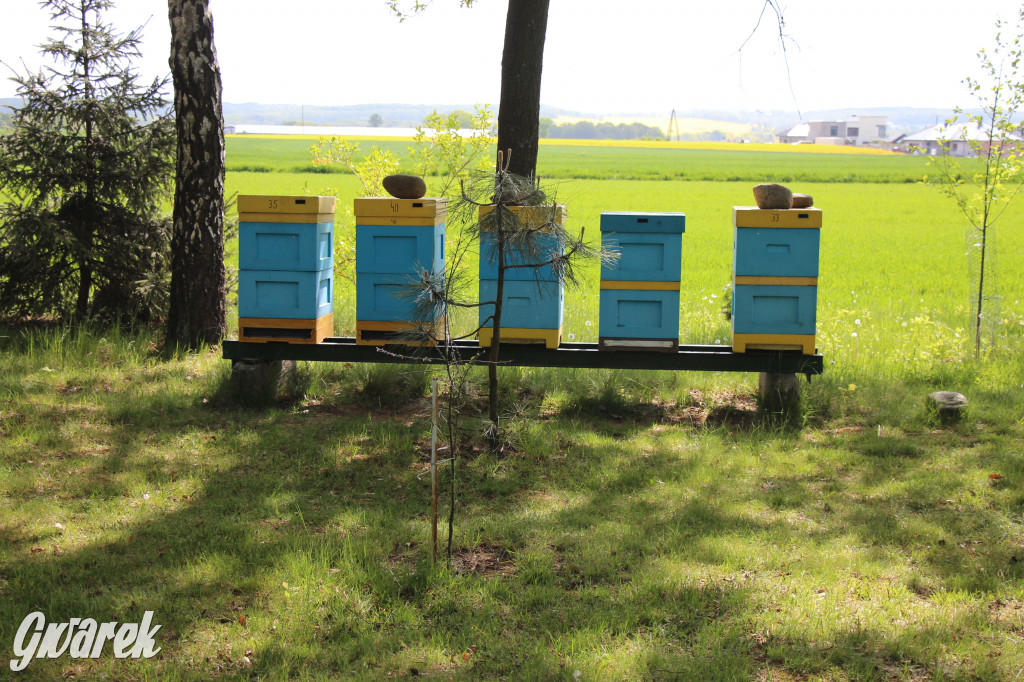 Pszczelarze świętowali Światowy Dzień Pszczół