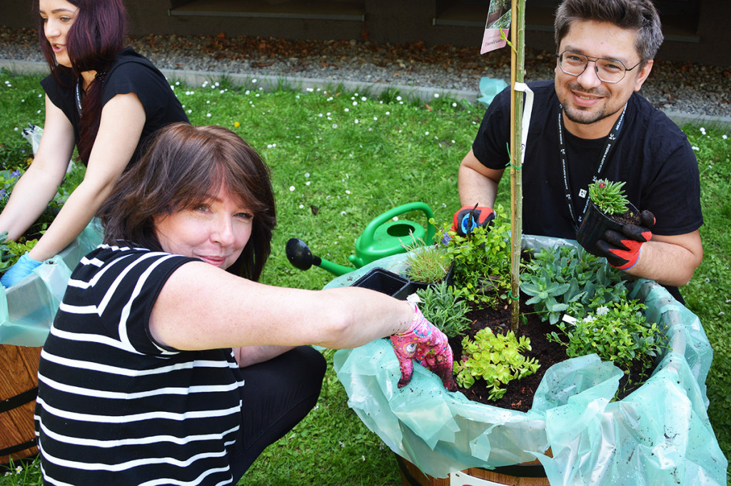 Sadzenie roślin przed TCK
