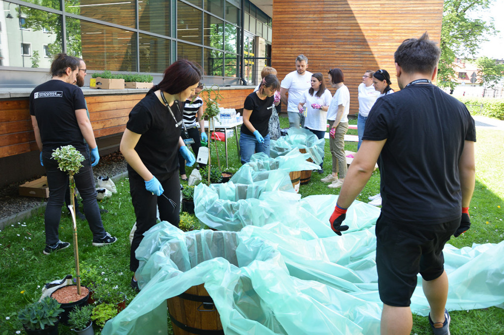 Sadzenie roślin przed TCK