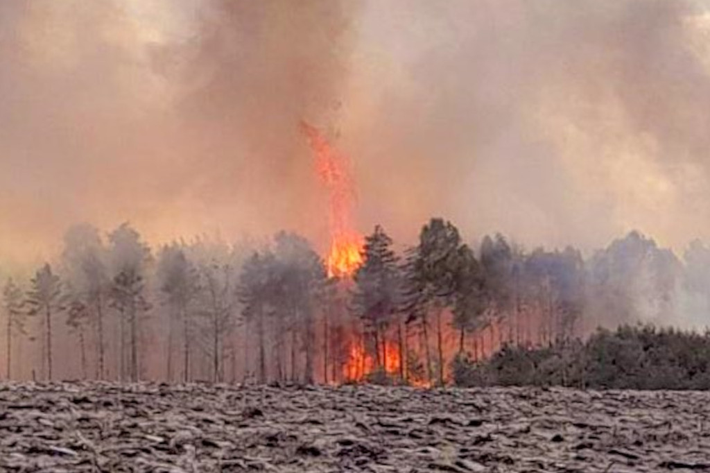 Pożar lasu w Miasteczku Śląskim
