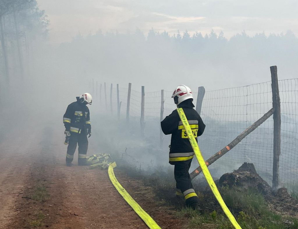 Pożar lasu w Miasteczku Śląskim