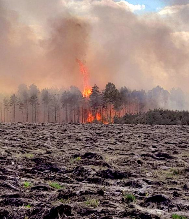 Pożar lasu w Miasteczku Śląskim