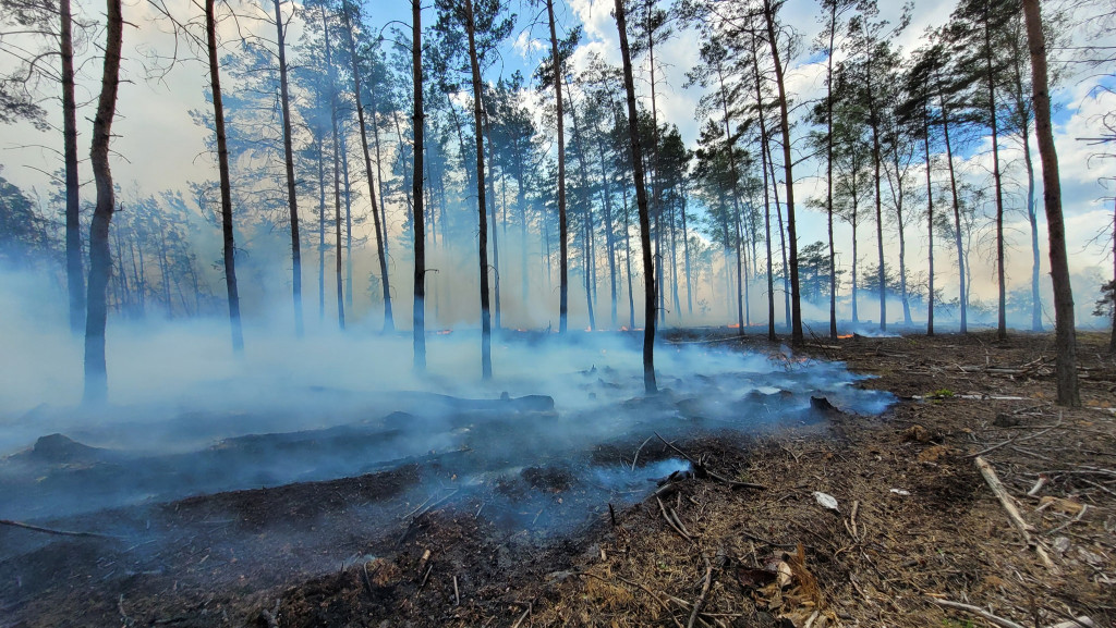 Pożar lasu w Miasteczku Śląskim