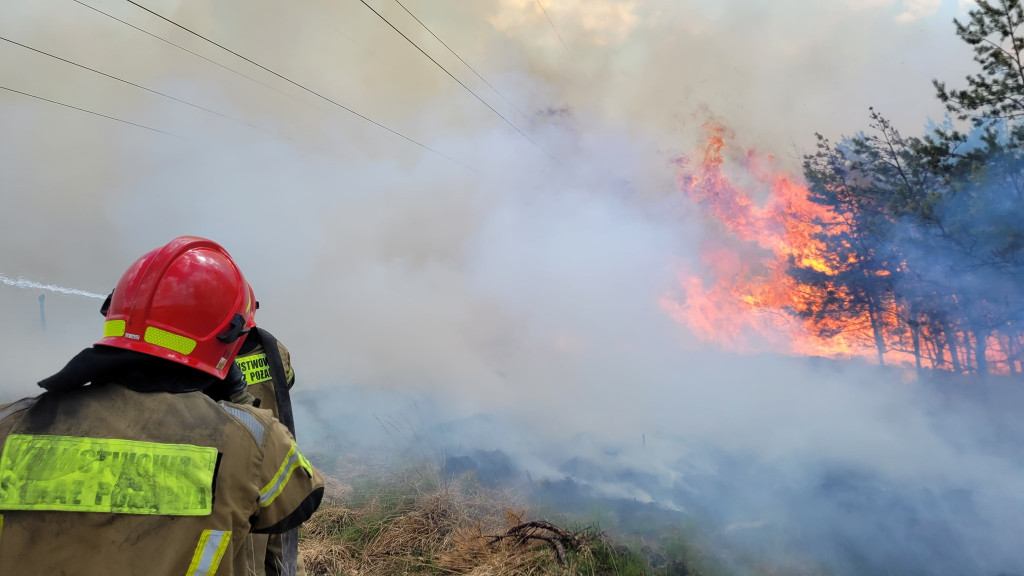 Pożar lasu w Miasteczku Śląskim