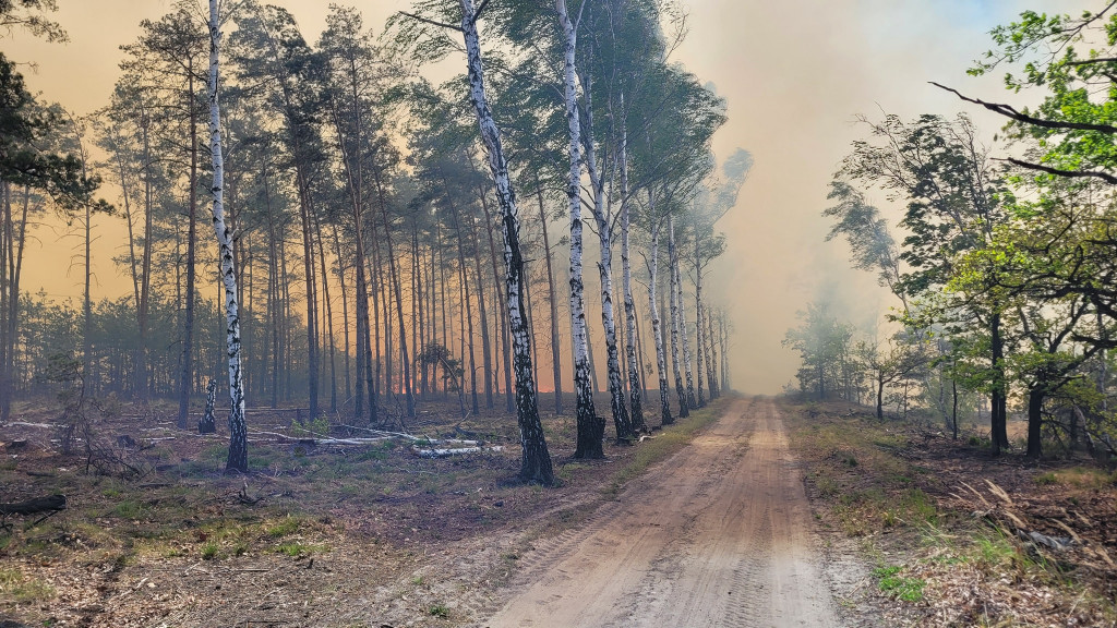 Pożar lasu w Miasteczku Śląskim