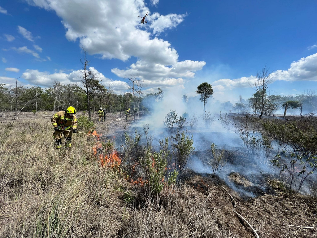 Pożar lasu w Miasteczku Śląskim