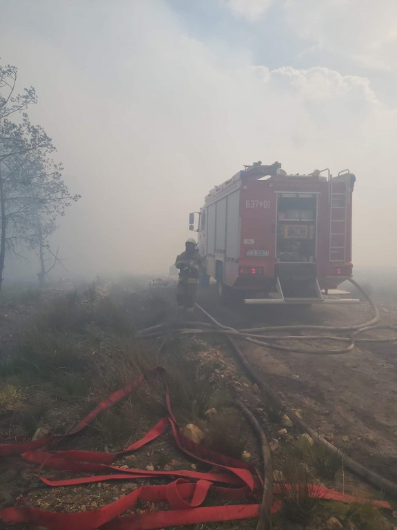 Pożar lasu w Miasteczku Śląskim