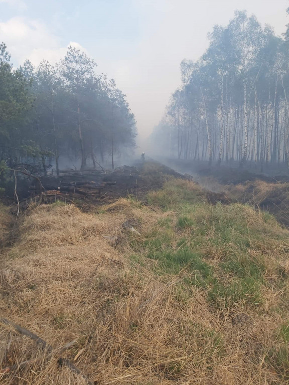 Pożar lasu w Miasteczku Śląskim