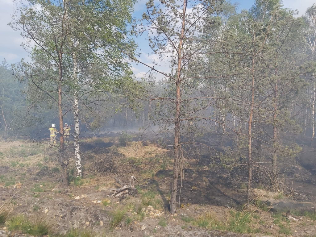 Pożar lasu w Miasteczku Śląskim