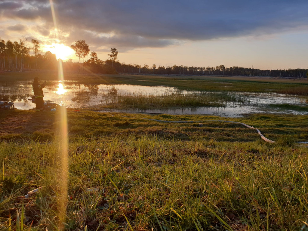 Pożar lasu w Miasteczku Śląskim
