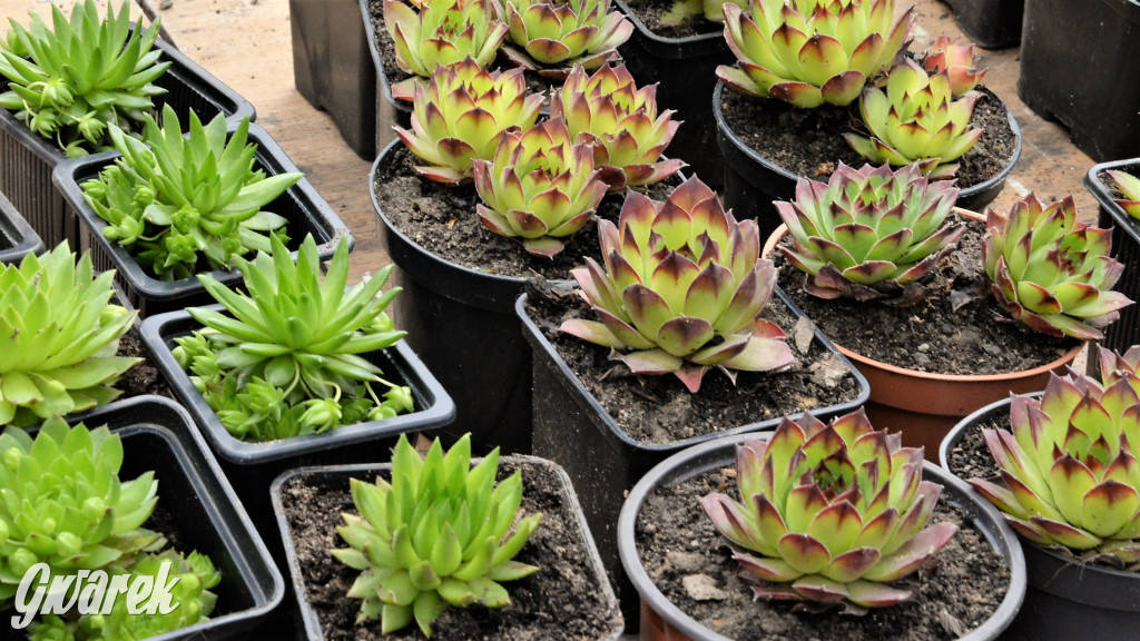 Pchli targ w Tarnowskich Górach