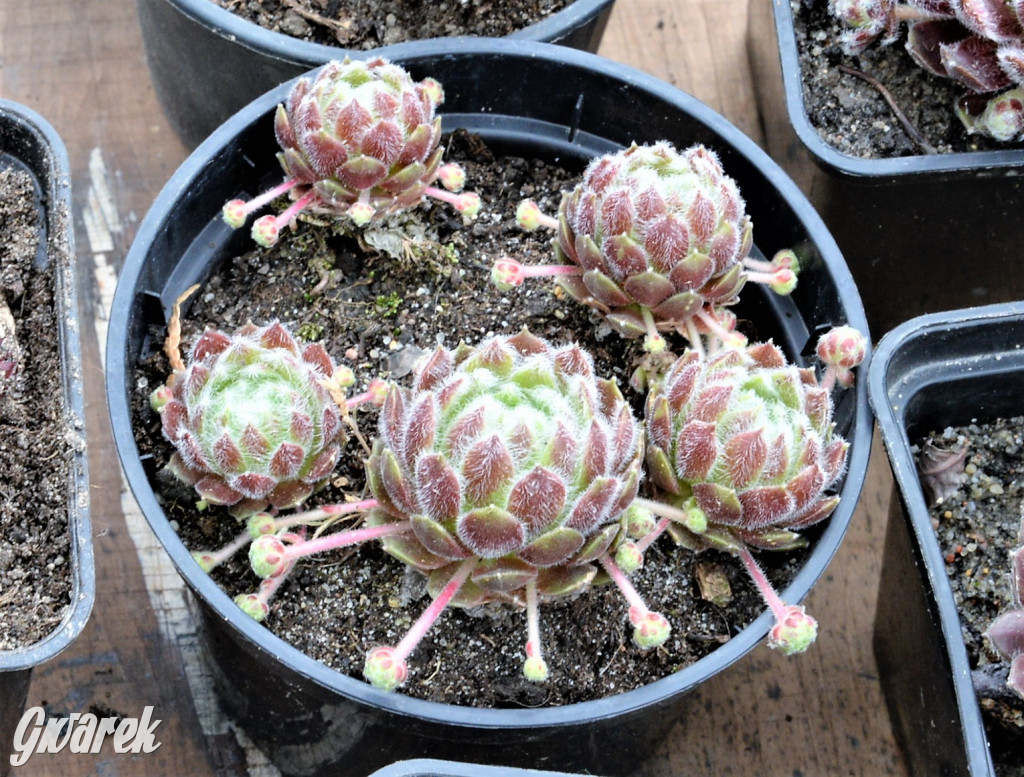 Pchli targ w Tarnowskich Górach