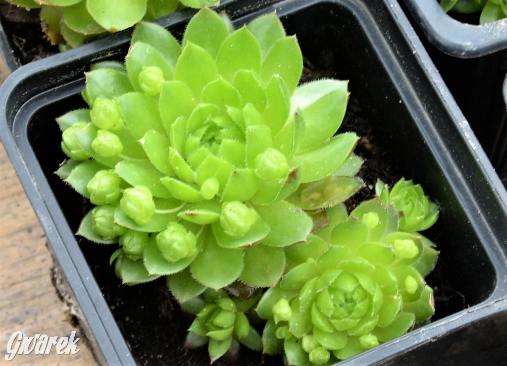 Pchli targ w Tarnowskich Górach