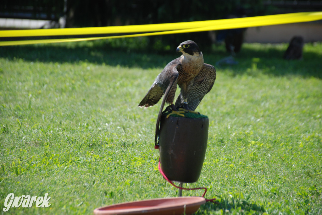 Trwa piknik łowiecki Cietrzewisko