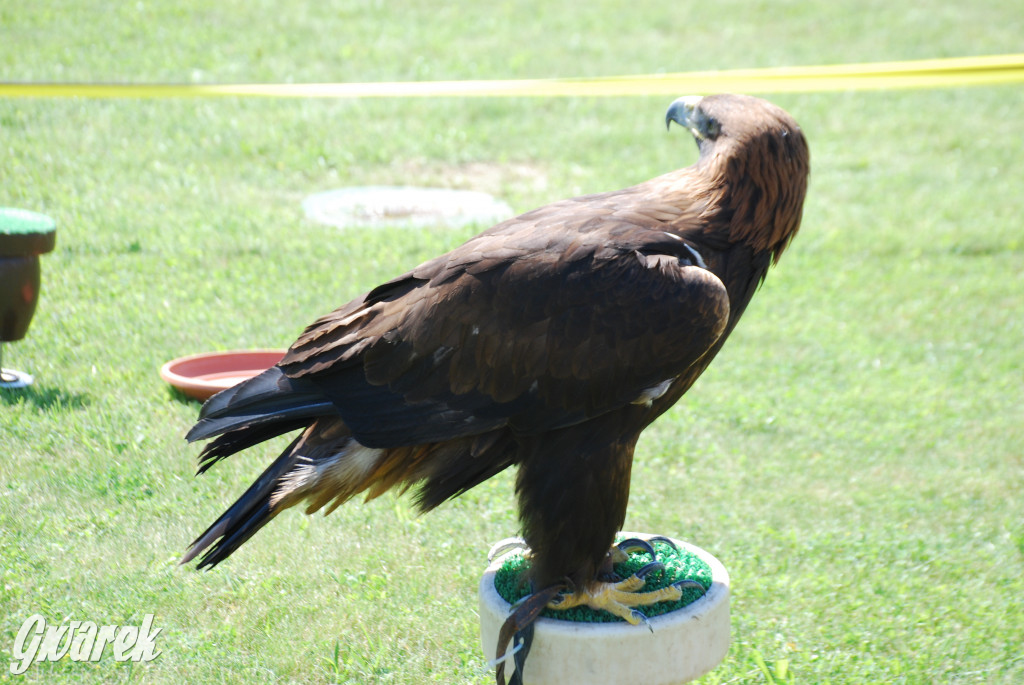 Trwa piknik łowiecki Cietrzewisko