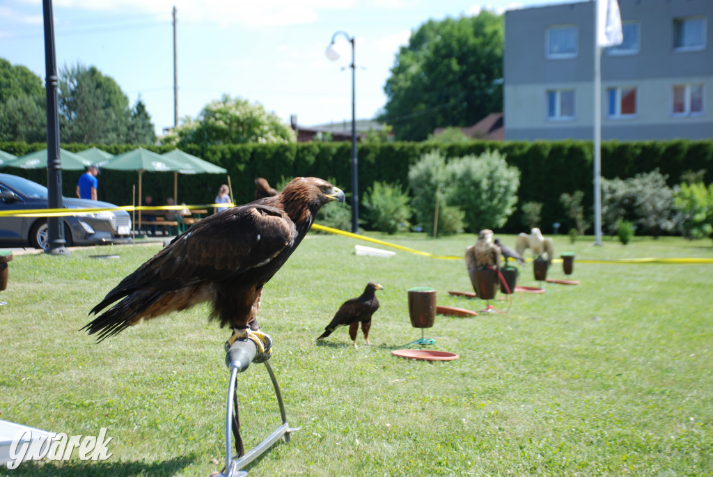 Trwa piknik łowiecki Cietrzewisko