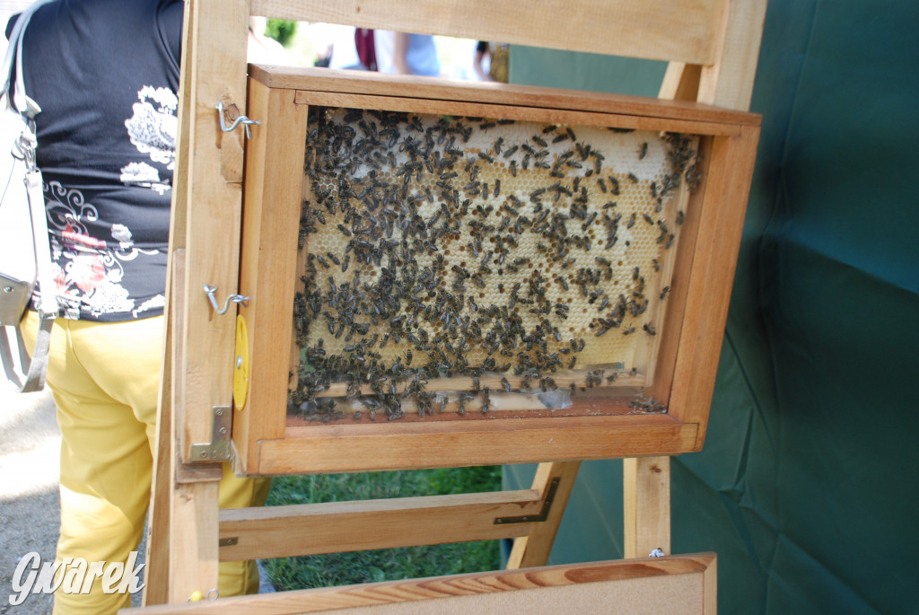 Trwa piknik łowiecki Cietrzewisko