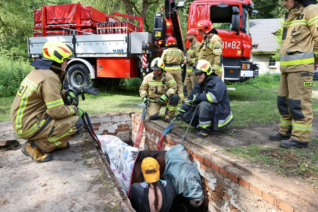 Koń w kanale burzowym. Nietypowa akcja strażaków