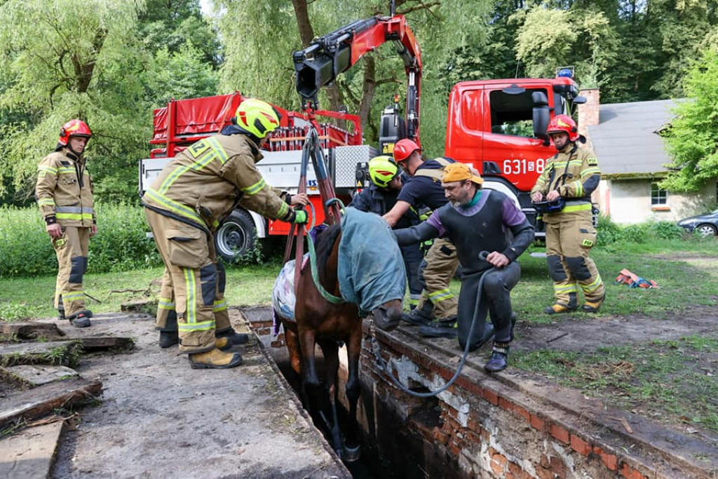 Koń w kanale burzowym. Nietypowa akcja strażaków