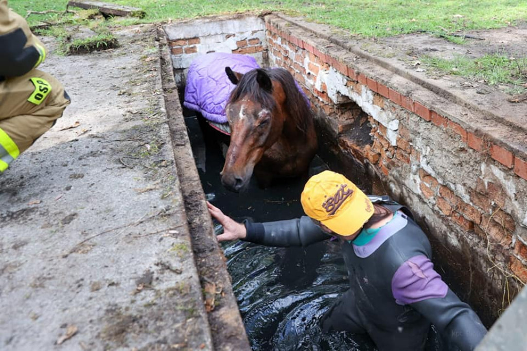 Koń w kanale burzowym. Nietypowa akcja strażaków