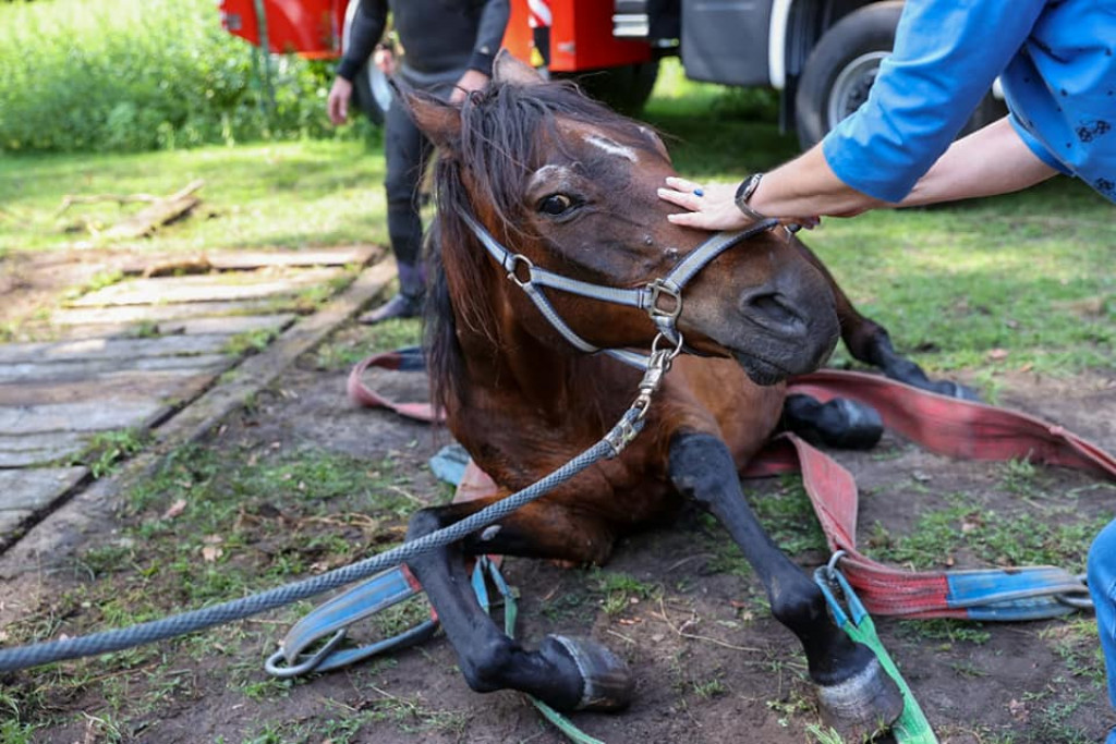 Koń w kanale burzowym. Nietypowa akcja strażaków