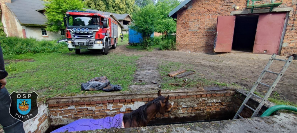 Koń w kanale burzowym. Nietypowa akcja strażaków