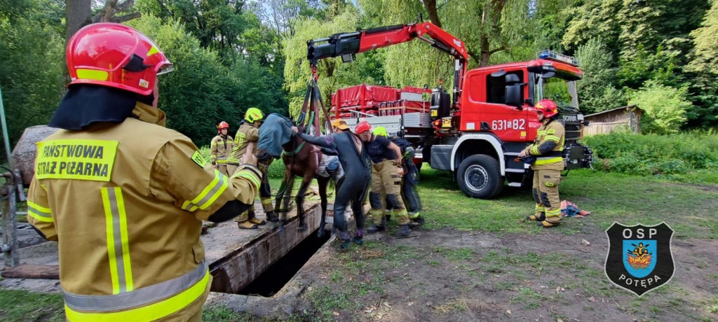 Koń w kanale burzowym. Nietypowa akcja strażaków