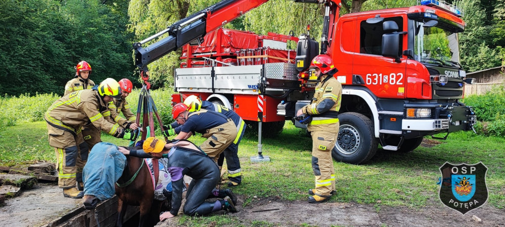 Koń w kanale burzowym. Nietypowa akcja strażaków
