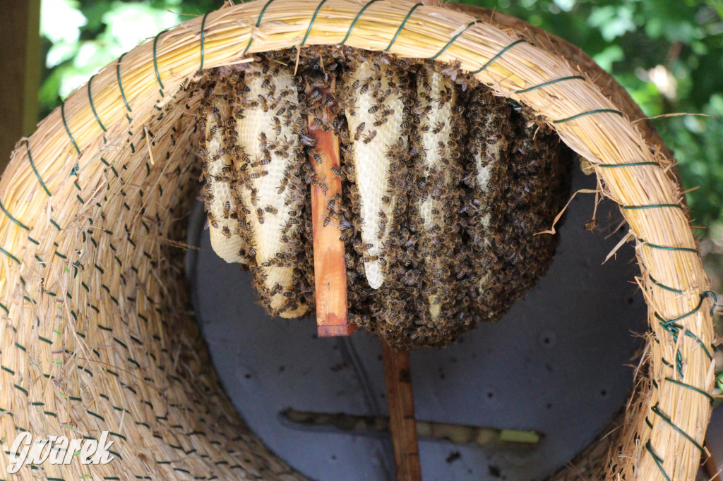 Pszczele imperium w Nowym Chechle