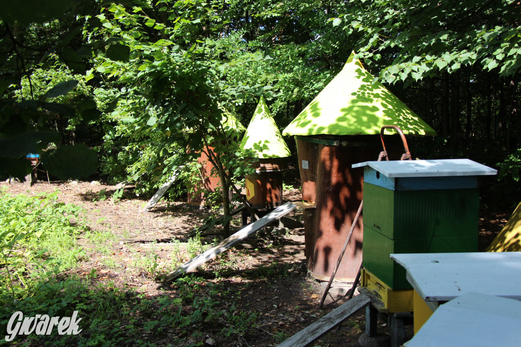 Pszczele imperium w Nowym Chechle