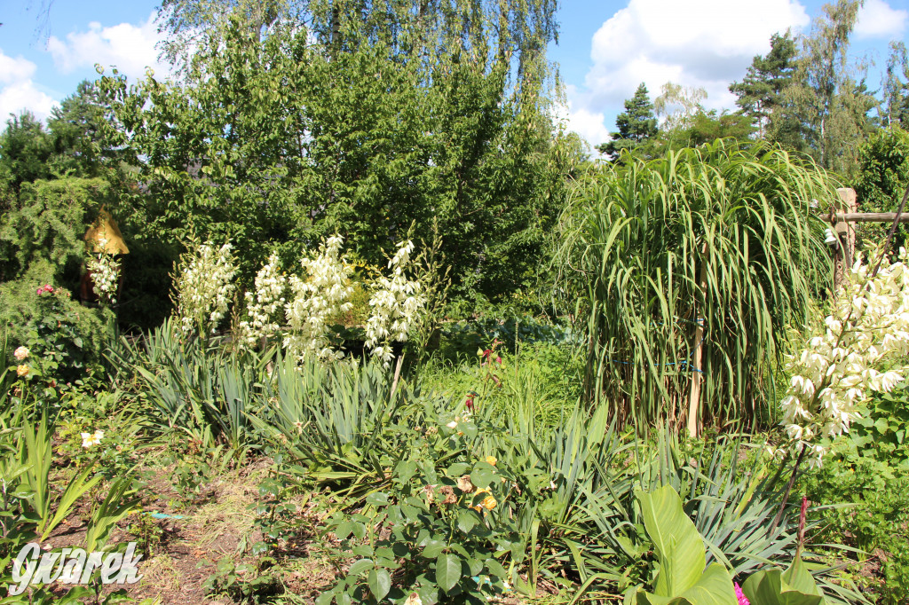 Pszczele imperium w Nowym Chechle