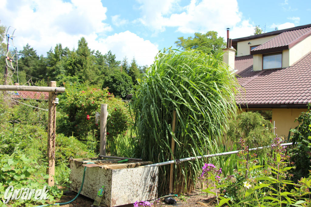 Pszczele imperium w Nowym Chechle