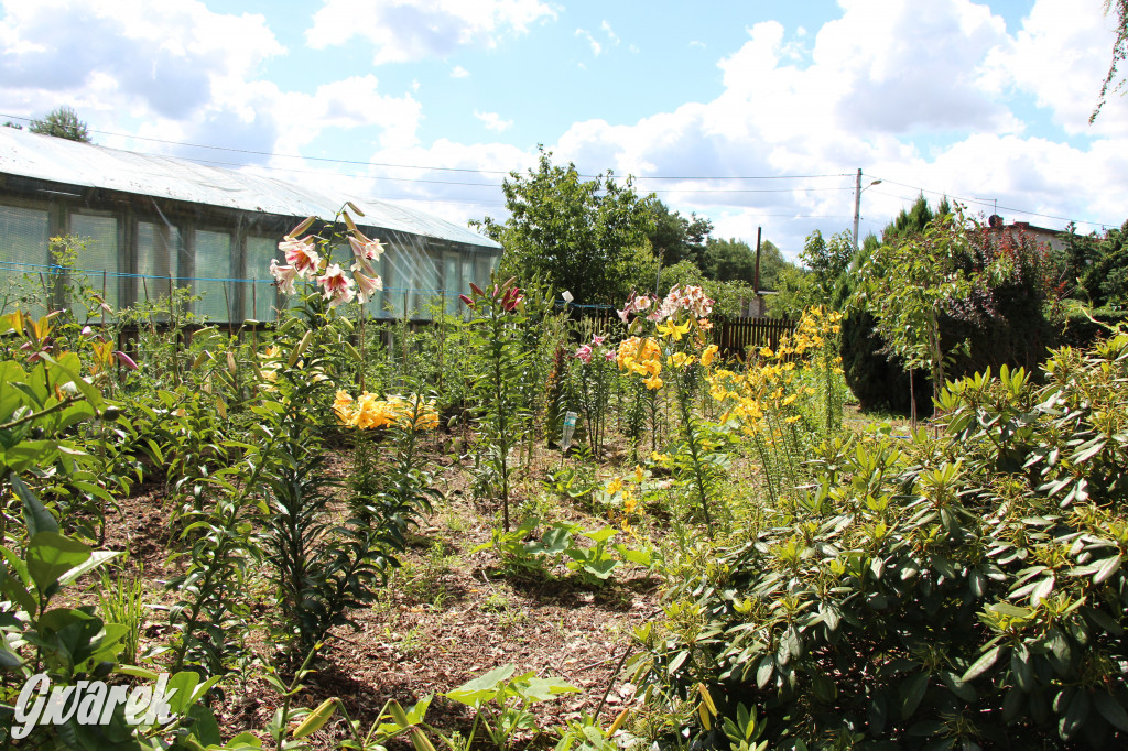 Pszczele imperium w Nowym Chechle