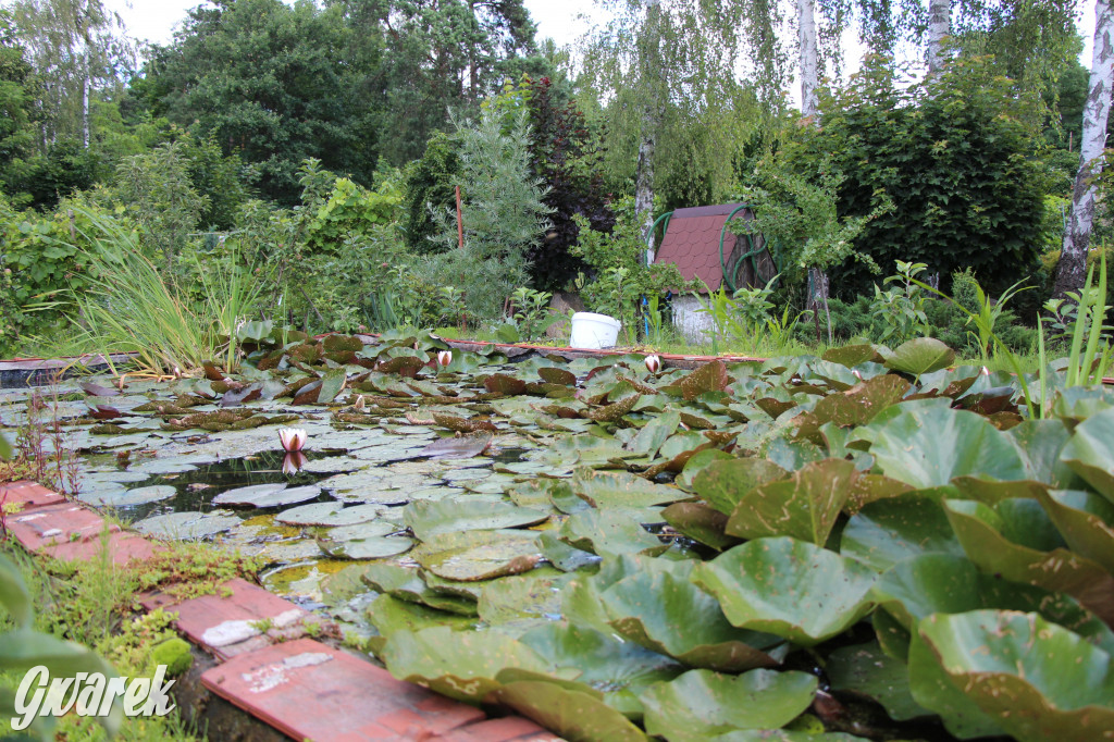 Pszczele imperium w Nowym Chechle