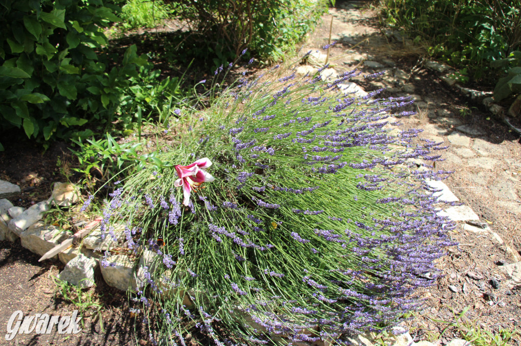 Pszczele imperium w Nowym Chechle