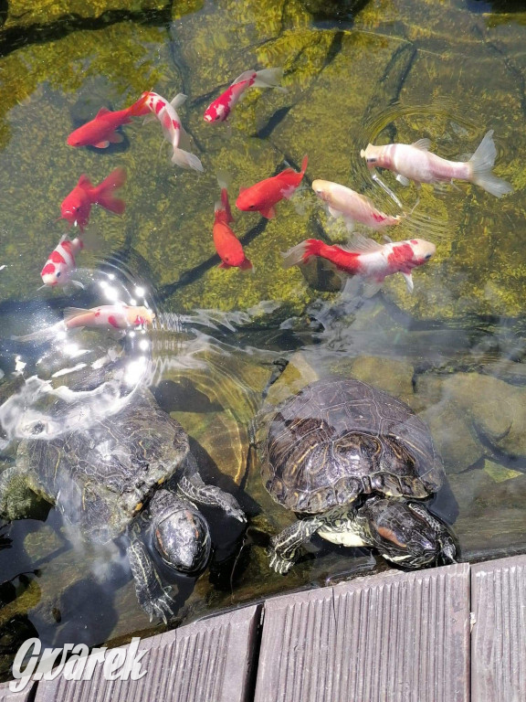 Plebiscyt na najładniejszy ogród i balkon 2022