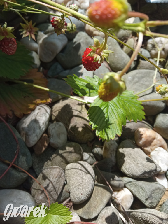 Plebiscyt na najładniejszy ogród i balkon 2022