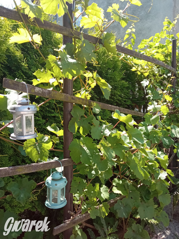 Plebiscyt na najładniejszy ogród i balkon 2022