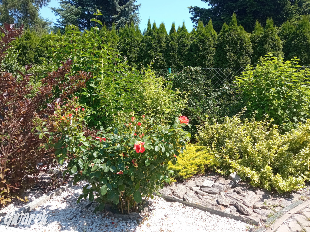 Plebiscyt na najładniejszy ogród i balkon 2022