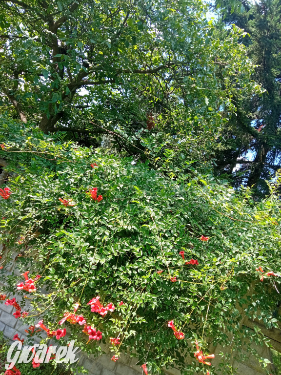 Plebiscyt na najładniejszy ogród i balkon 2022