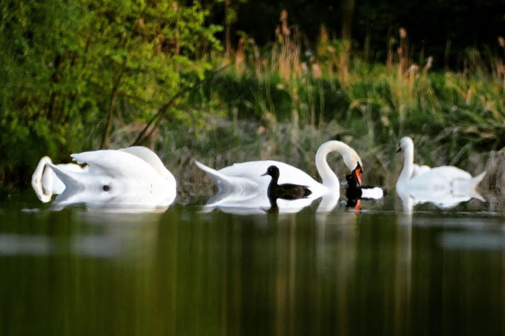 Stawy w Kośmidrach. Oskarżeni przed sądem