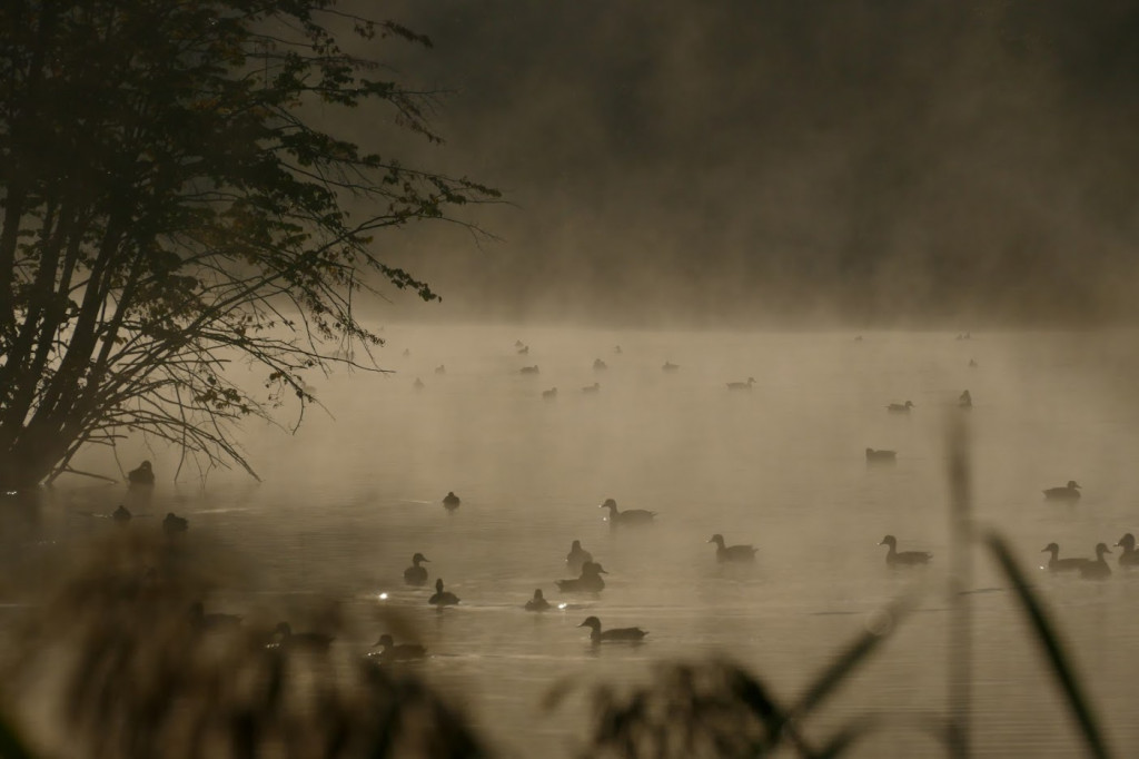 Stawy w Kośmidrach. Oskarżeni przed sądem