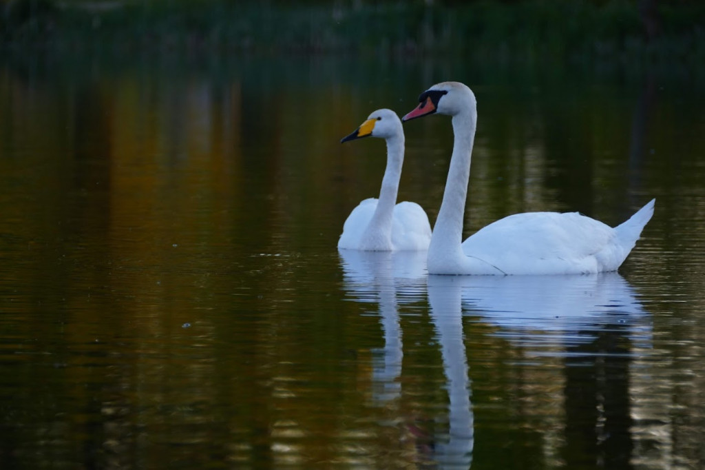 Stawy w Kośmidrach. Oskarżeni przed sądem