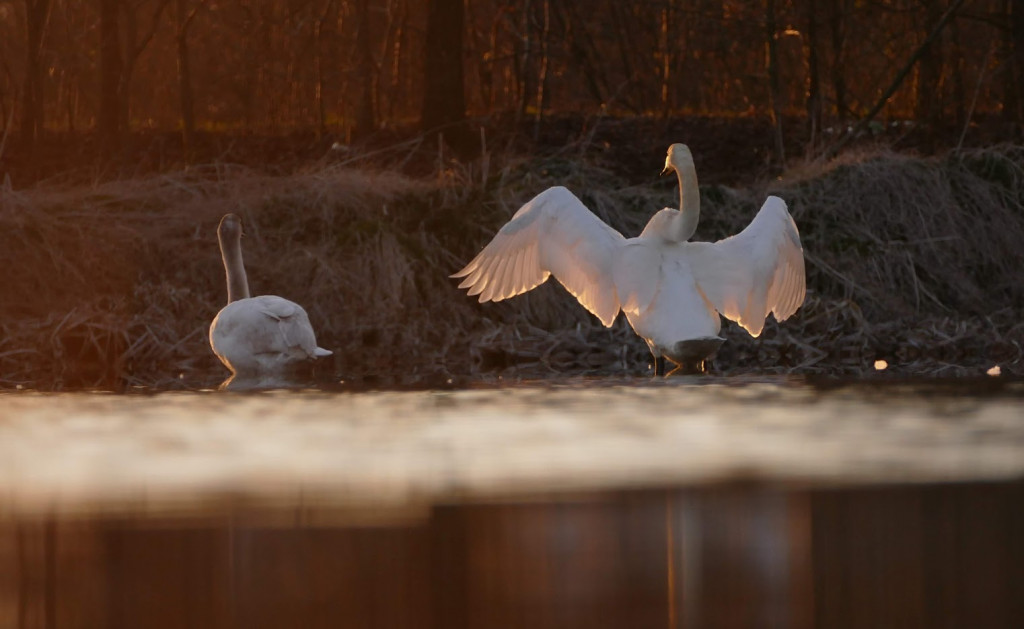 Stawy w Kośmidrach. Oskarżeni przed sądem